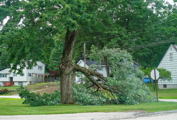 How Our Tree Care Process Works  in  Bohners Lake, WI